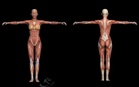 人体解剖学的女性的肌肉