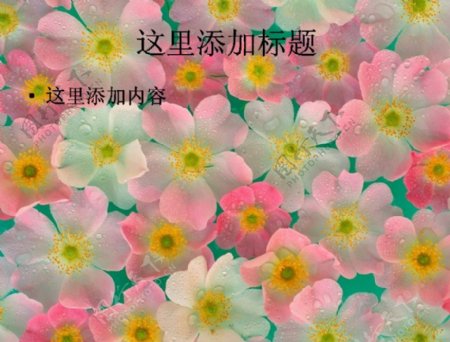 大自然花卉花儿朵朵高清宽屏ppt封面2