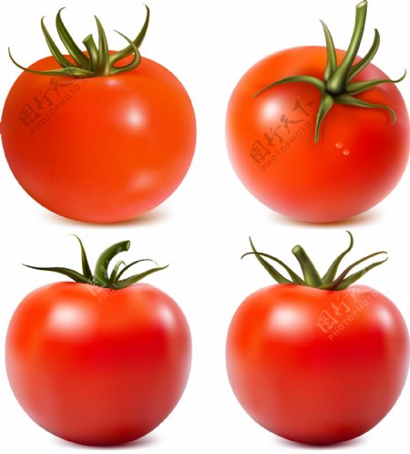 精美番茄矢量素材