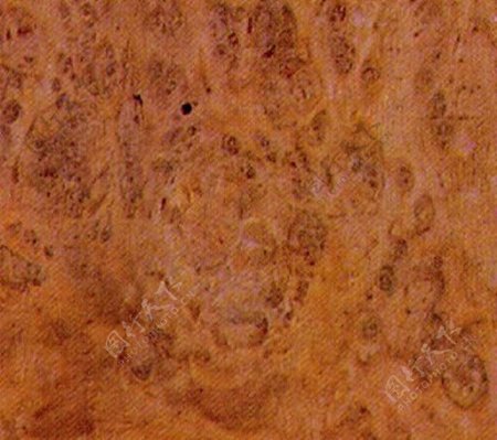 木榆树榴木纹木纹板材木质