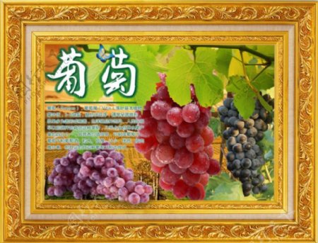 美食水果葡萄