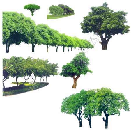 效果图配景素材之树木半