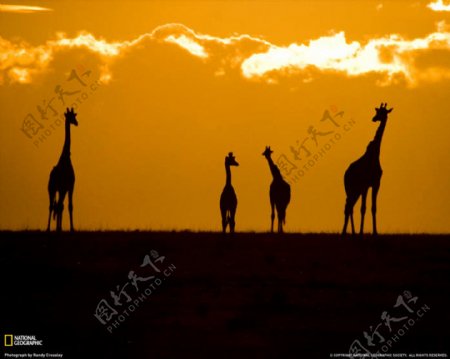 夕阳长颈鹿