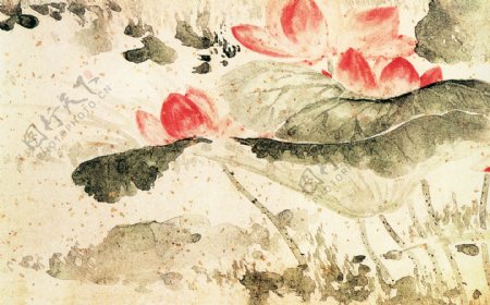 植物喜鹊白鹤牡丹花荷花中国风中华艺术绘画