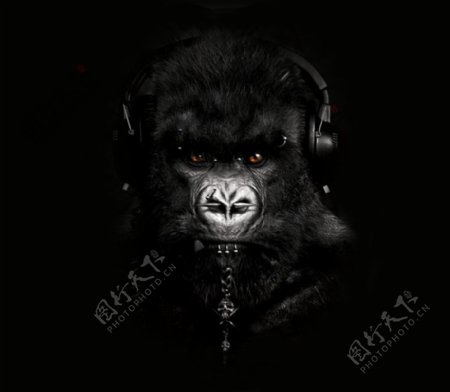 位图动物动物特写猩猩耳机免费素材