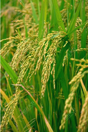 高清风景图片素材稻田水稻