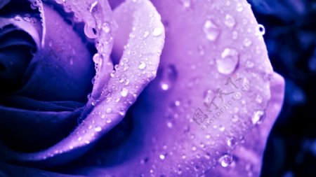 唯美紫色玫瑰花朵