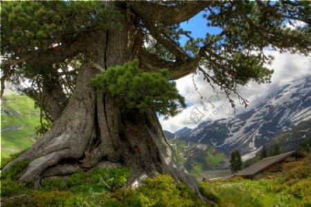 高清风景素材古老的大树