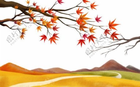 秋天枫树红叶枫叶山
