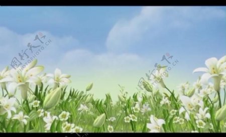 百合花背景视频素材图片