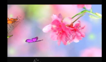 花朵蝴蝶视频素材