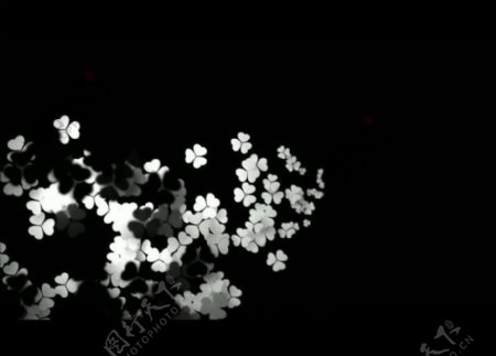 动态三叶草花纹视频图片