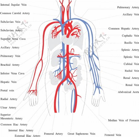 人体器官透视图器官图片