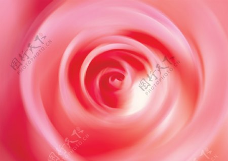 玫瑰花底纹图片