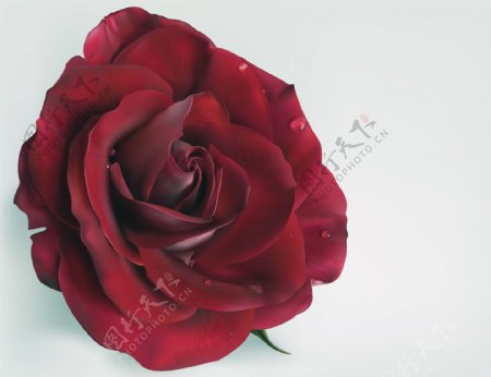 印花矢量图色彩红色大红花玫瑰免费素材