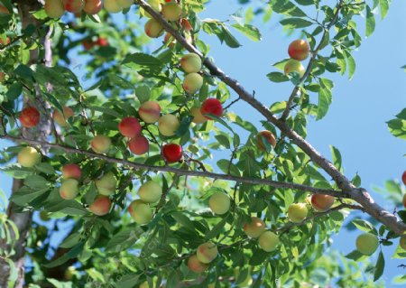 苹果园红苹果青苹果晴天丰收的苹果采摘苹果