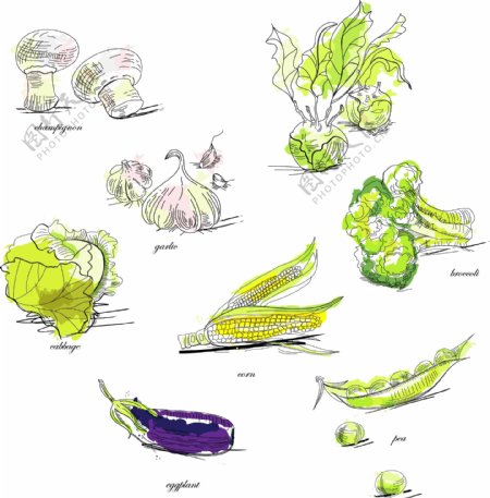 彩色蔬菜插画矢量图