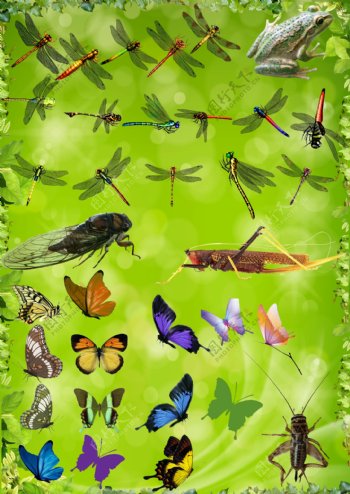 春季昆虫动物图片