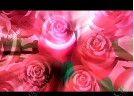 玫瑰花视频背景LED模板