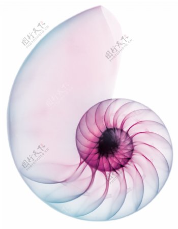 蜗牛花纹图片