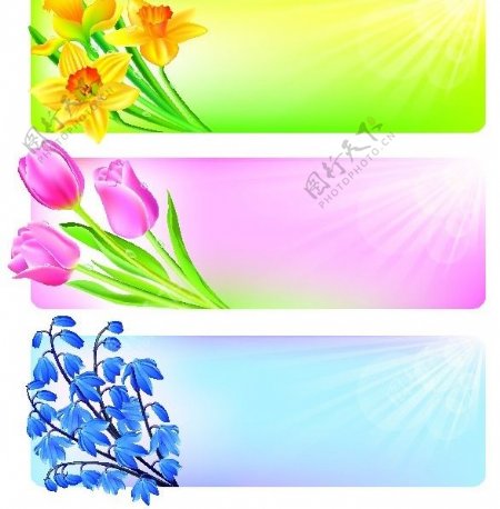 春季花卉边框横幅图片
