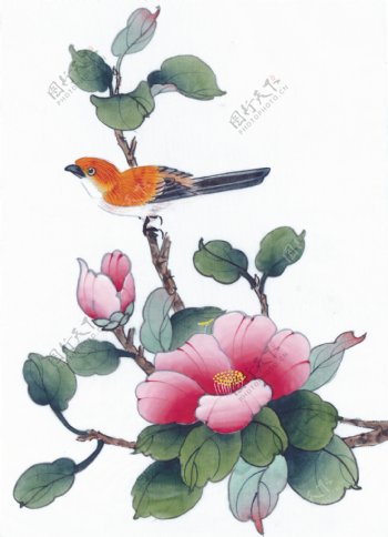 中国风花喜鹊牡丹桃花芍药小鸟中华艺术绘画