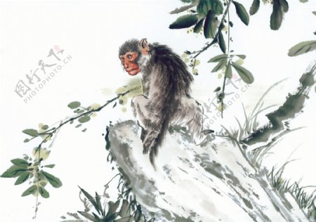 中华艺术绘画古画动物绘画猴子中国古代绘画