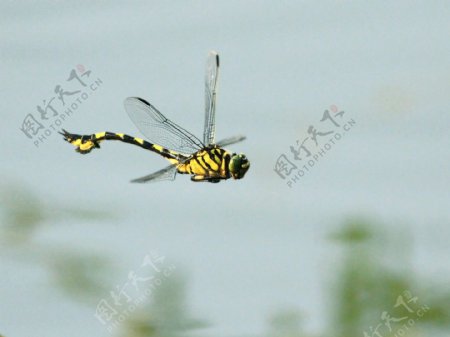 乌齐大蜻蜓图片