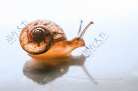 灯光下的蜗牛图片