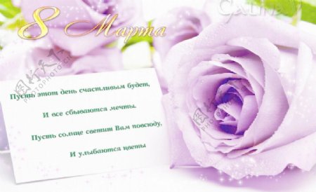 紫色玫瑰卡片图片