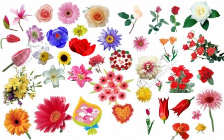 花各种类型花朵图片
