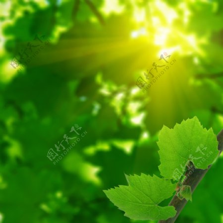 阳光下的绿叶高清图片