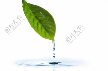 绿叶滴下的水滴图片