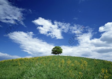 蓝天白云和小树