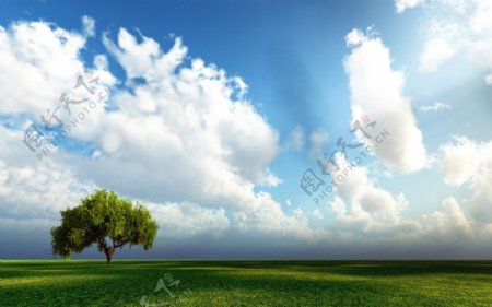 蓝天草原中孤树一棵图片