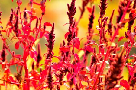 秋天红色野苋菜图片