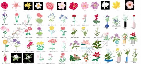48种美丽花卉矢量