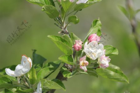 春天的苹果梨花图片