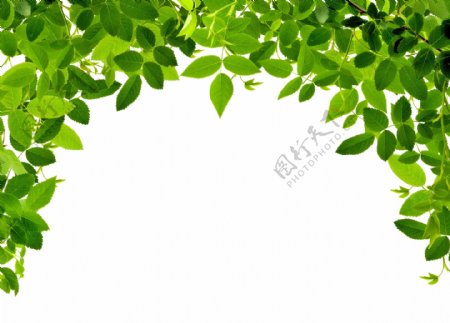 绿色植物植物绿色高清图片创意图片