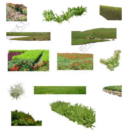 草地草坪植物图片
