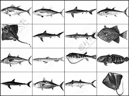 多种常见海洋鱼类笔刷图片