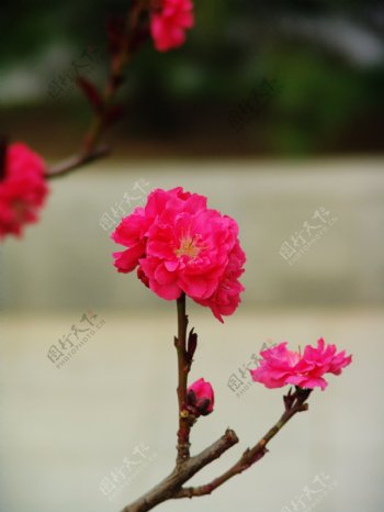 春日里的桃花图片
