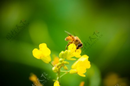 蜜蜂特写黄色花图片