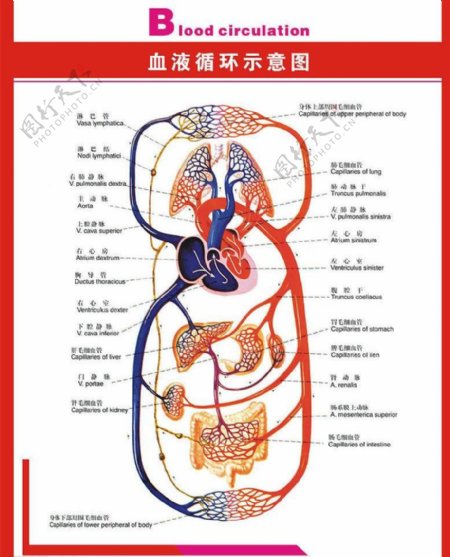 人体科普图血液循环示意图为位图图片