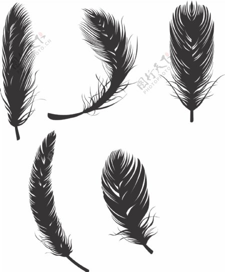 剪影矢量鸟的羽毛