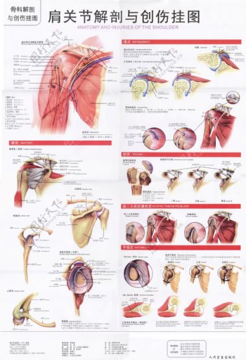 肩关节解剖图
