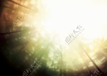 阳光树林抽象背景
