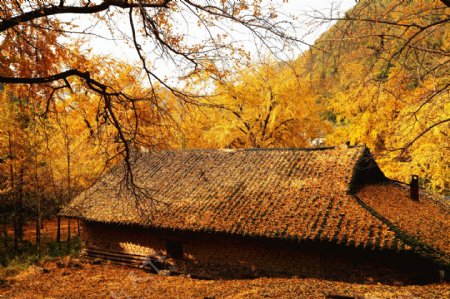 秋天的小屋