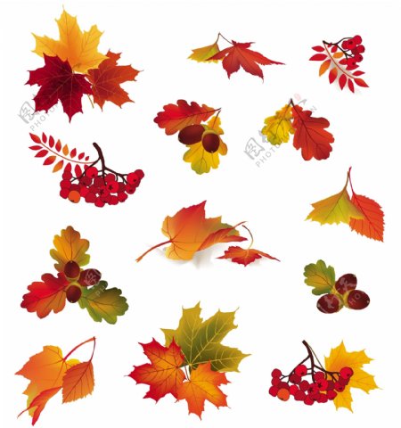 秋天的树叶和水果矢量素材01