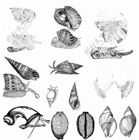 鱼类贝甲壳类欧美古典线条矢量素材